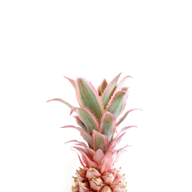 白色背景上有空白的粉色菠萝。时尚的夏季的概念。图片下载