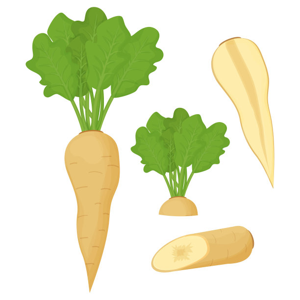 一组防风草，山葵的根和叶，切成片，半孤立在白色背景上。收集原料，素食健康卡通菜单。图片下载