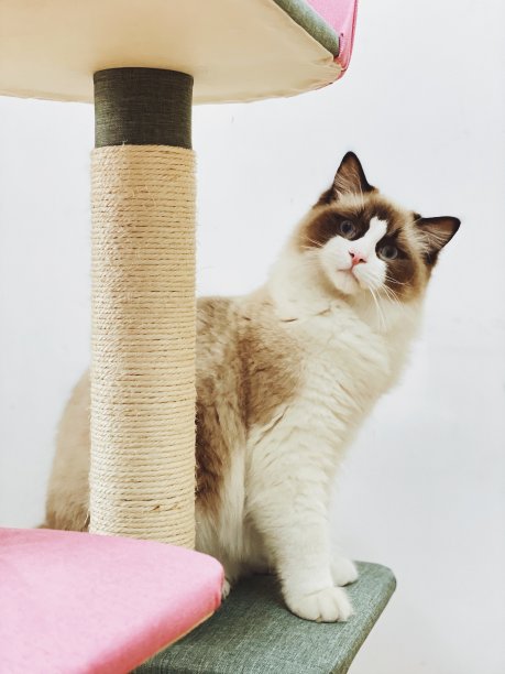 一只可爱的小猫在镜头前玩耍图片下载