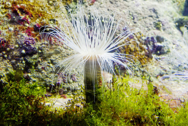 海葵(珊瑚虫)。图片下载