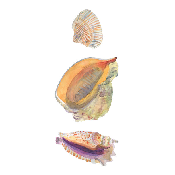 贝壳水彩剪纸艺术图片下载