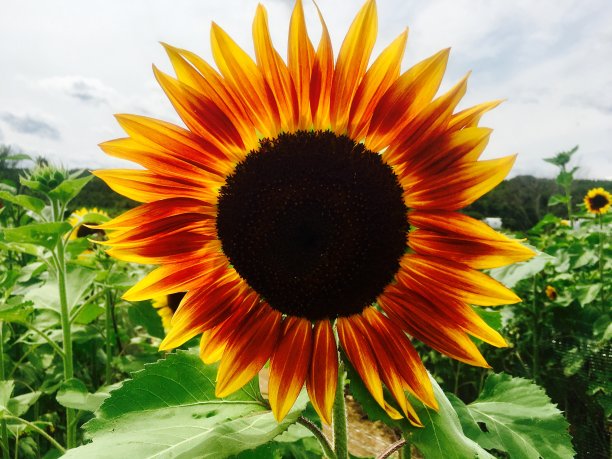 向日葵图片下载