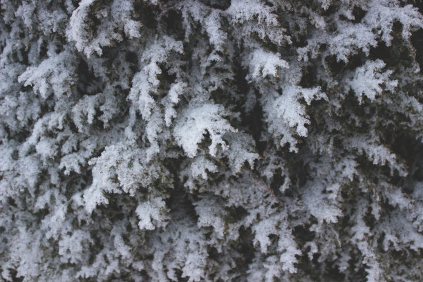 雪地里的一根松针图片下载