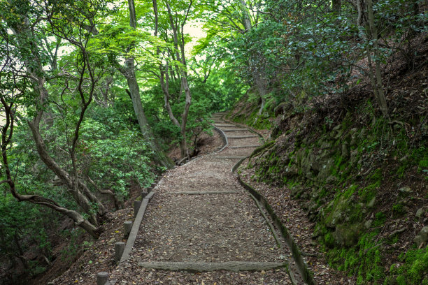 山径在绿色的森林里图片下载