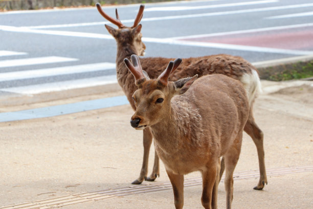 野鹿在街道旁边的人行道上图片下载