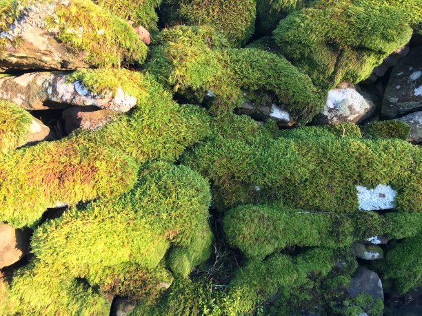 苔藓覆盖的干燥石堤背景图片下载