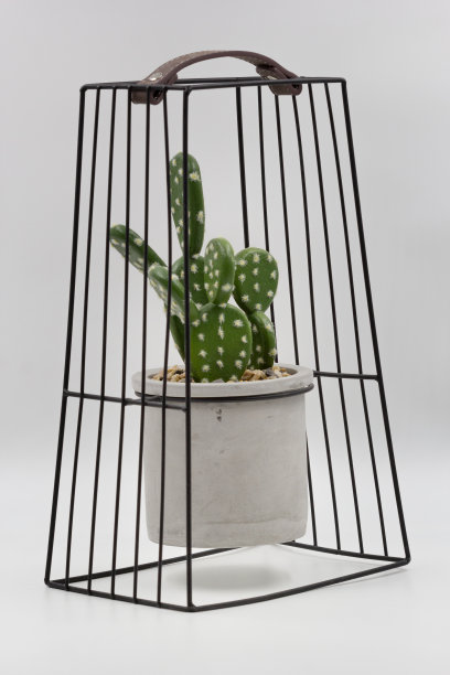 金属篮子里的仙人掌图片下载