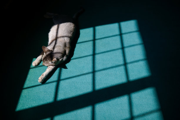 睡觉的猫图片下载