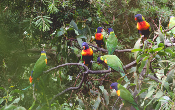 树上的鹦鹉图片下载