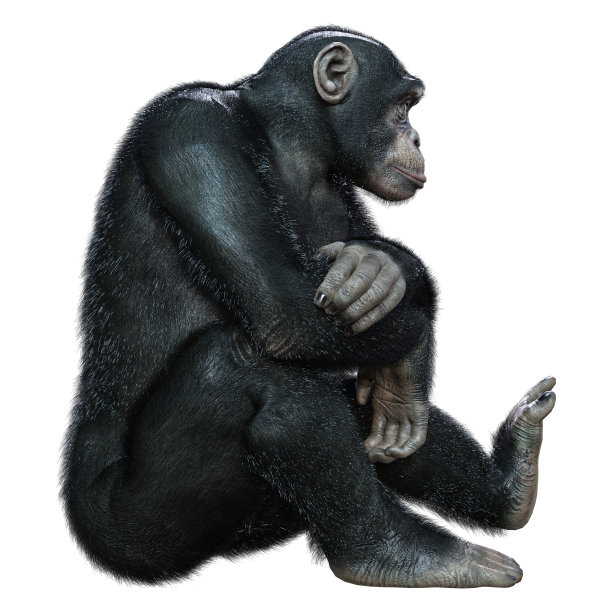 3D插图大黑猩猩在白色图片下载