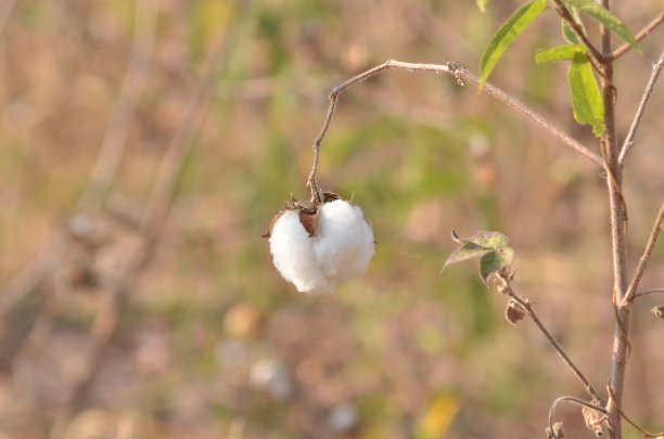 棉花花地里的棉花花。作为服装原料，时尚服装图片下载