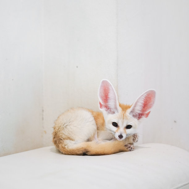 狐狸。耳廓狐是一种甜品类珍奇动物。软的焦点。图片下载