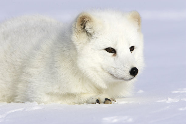 北极狐图片下载