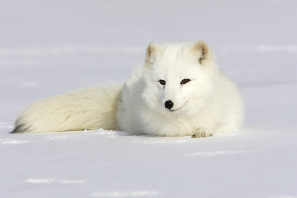 北极狐图片下载