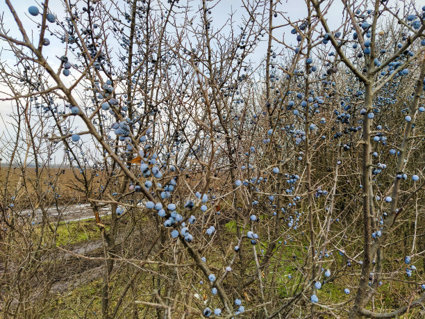 冬无叶金银花树图片下载