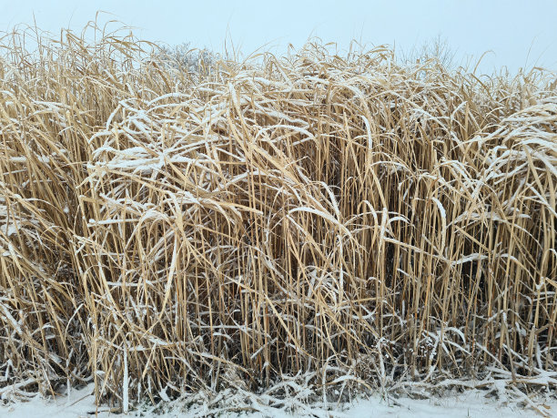 白雪覆盖的芦苇图片下载