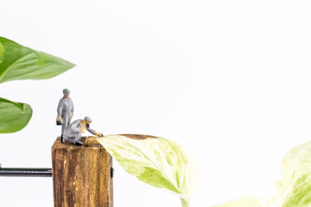 靠近工人工作的Epipremnum aureum (Golden pothos)孤立在白色背景上图片下载