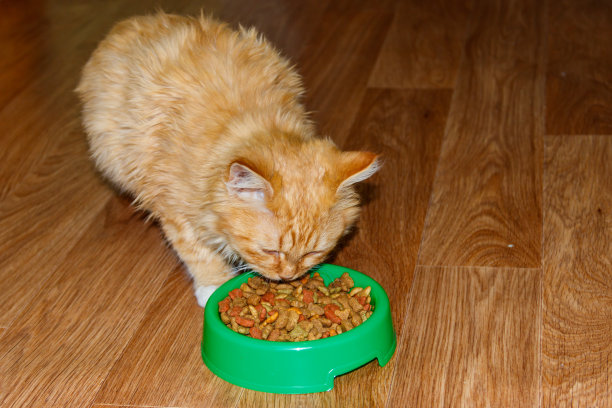 可爱的猫吃他的食物从绿色塑料碗在地板上图片下载