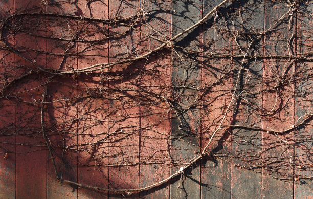 冬天墙上枯萎的常春藤图片下载