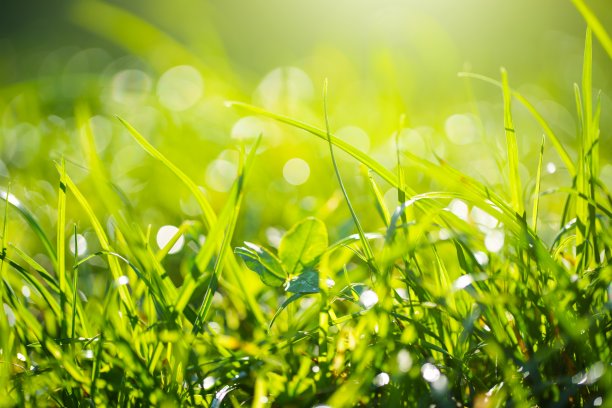 青草上的晨露图片下载