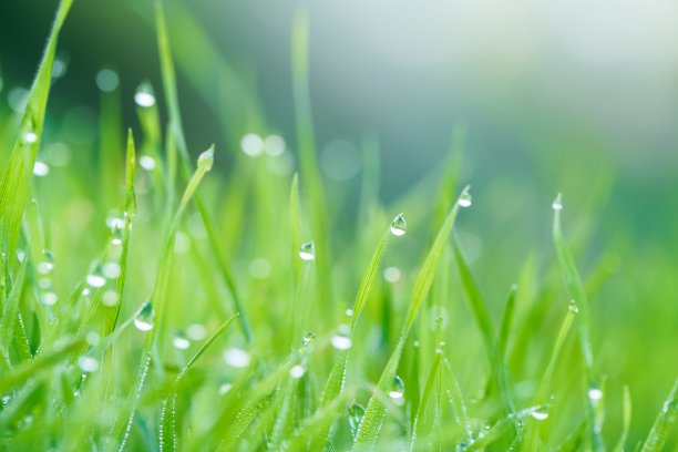 青草上的晨露图片下载