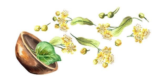 碗与新鲜的椴树花，手绘水彩插图孤立在白色的背景图片下载