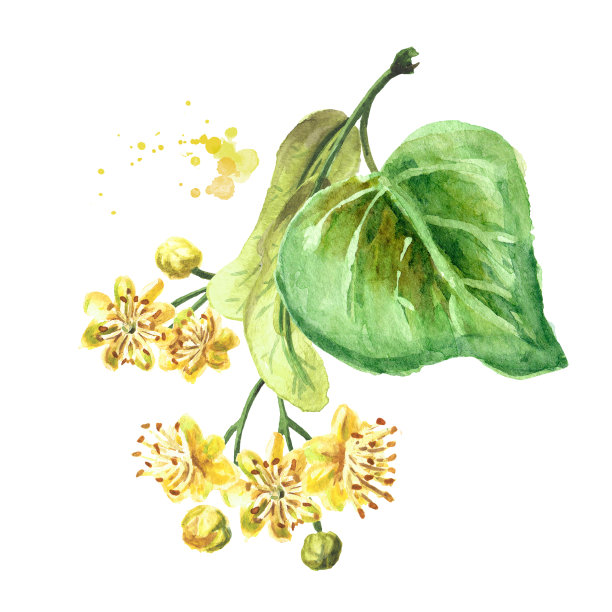 新鲜的菩提树花和叶。手绘水彩插图孤立的白色背景图片下载