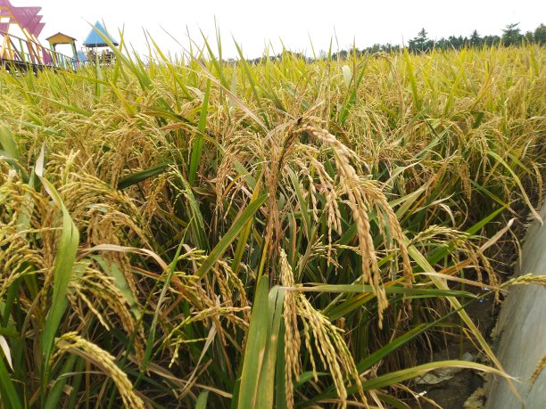 稻田准备收割了图片下载