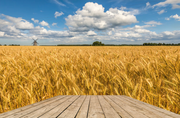 乡村景观与田野成熟的金色小麦图片下载