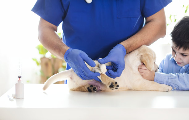 兽医办公室的小狗素材图片