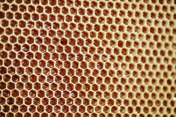 装满蜂蜜的蜂巢图片下载