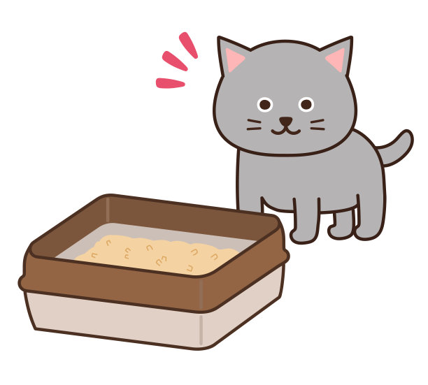 灰猫看到卫生猫砂盒就放心了。图片下载