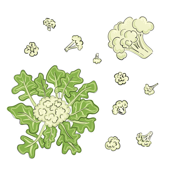 花椰菜素描风格的卡通在黑色的背景。手绘矢量插图。烹饪食物。孤立的向量。线的艺术。白色背景,孤立。图片下载