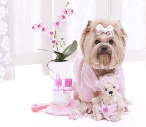 约克夏梗狗和泰迪熊朋友在温泉图片下载