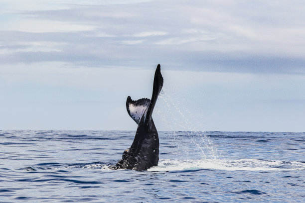 座头鲸在海面活动时侥幸逃脱，而鲸鱼在海上观看一艘船图片下载