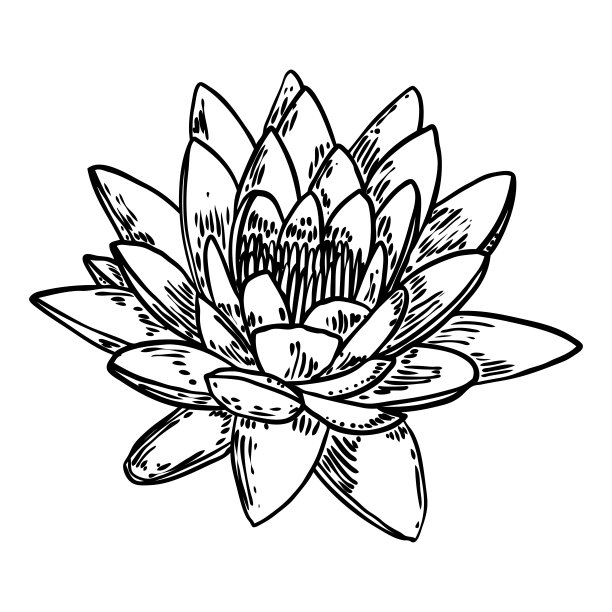 莲花。植物睡莲花。孤立盛开的池塘野花。莲花的精神身体和心灵设计，水疗，冥想，宗教，瑜伽。向量。图片下载