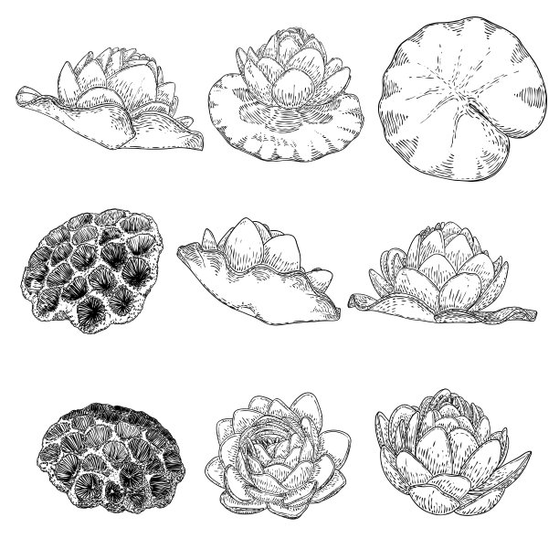 荷花和叶集。睡莲植物学素描。印度宗教中纯洁和启蒙的象征。黑白花，手工画孤立的水塘百合花。向量。图片下载