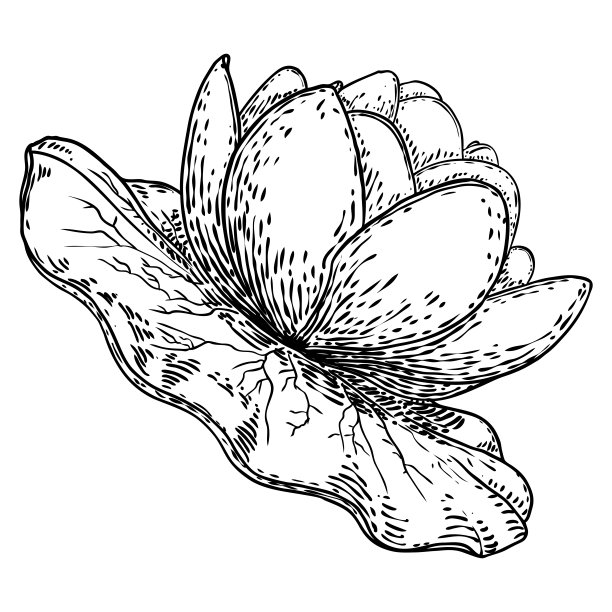 荷花又离开。睡莲花植物学素描。印度宗教中纯洁和启蒙的象征。黑白色，手绘孤立水池塘百合花。向量。图片下载