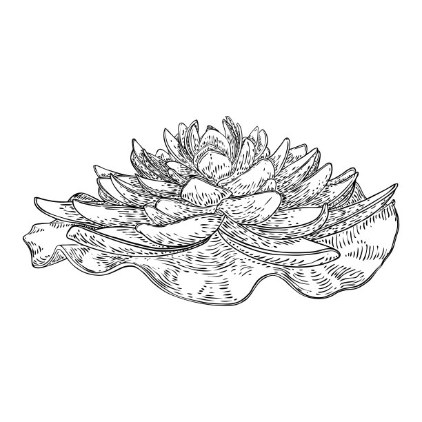 荷花和叶。睡莲花植物学素描。印度宗教中纯洁和启蒙的象征。黑白花，手工画孤立的水塘百合花。向量。图片下载