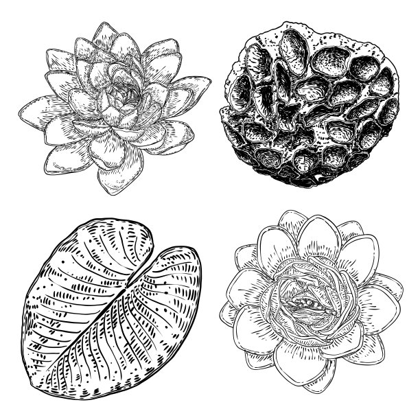 一组荷花画。睡莲盛开的头和叶的各种观点。花蕾手绘花卉风格。野池塘荷花的设计元素为精神的身体和心灵的视觉效果。向量。图片下载