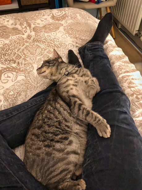 家猫在睡觉图片下载