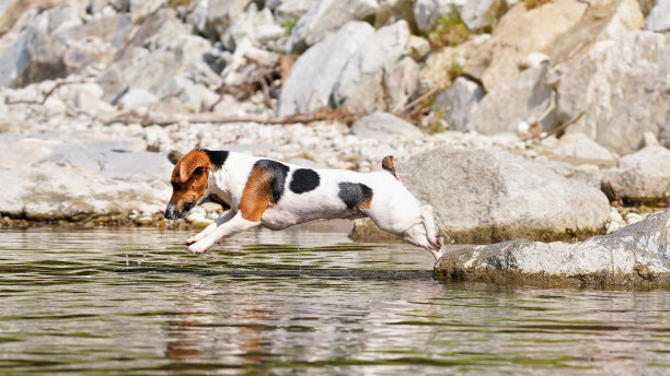 小杰克罗素梗在河边玩耍，她的毛湿漉漉的，从石头上跳到水里图片下载