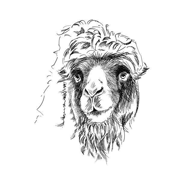 骆驼肖像手绘素描图片下载