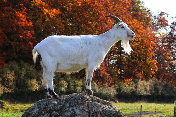 山羊图片下载