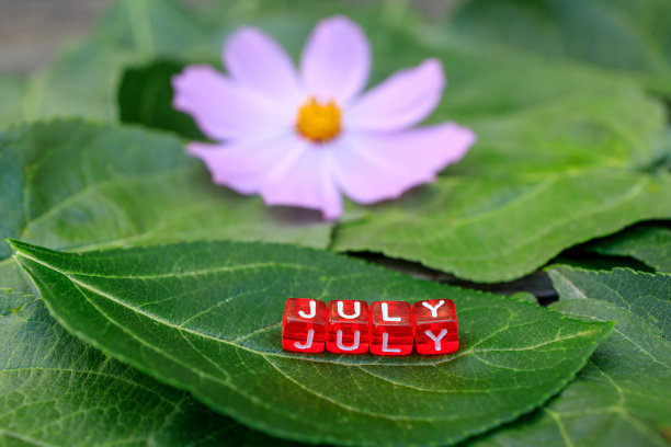 组成“七月”这个词的红色方块在一张绿色的纸上。紫丁香花的背面图片下载