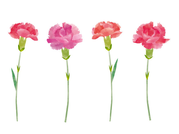 康乃馨母亲节的背景图片下载