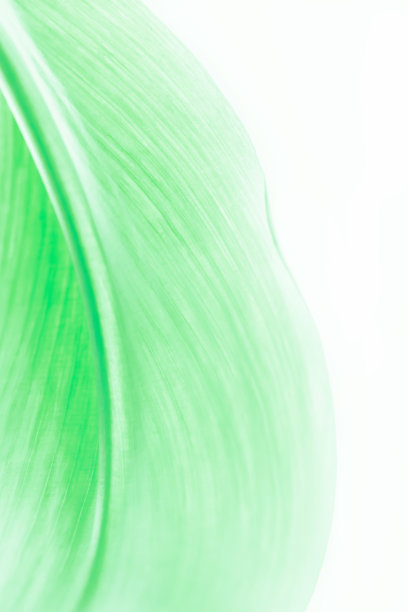 极简主义风格的白色背景上，一个绿色的春天植物叶子剪影的纹理图片下载