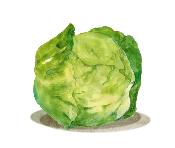 水彩卷心菜图片下载