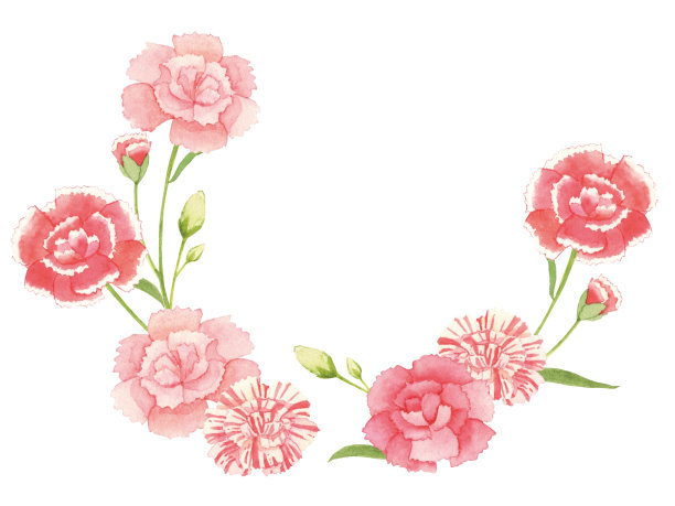 康乃馨母亲节的背景图片下载