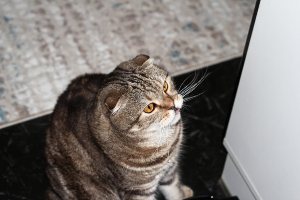 垂耳的猫。家养的大型条纹宠物。图片下载